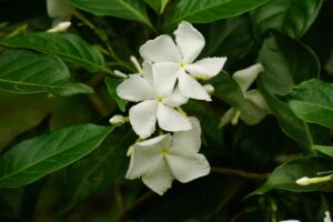 découvrez les secrets envoûtants du jasmin de bali, une fleur parfumée aux multiples bienfaits pour le bien-être et la décoration.
